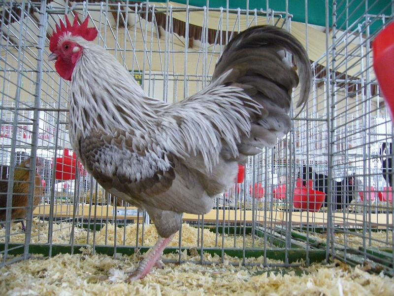 Bezirksschau Luebbecke 311.jpg - Zwerg Niederrheiner blau-birkenfarbig von Steffen Hackemeier Preis sg 94 Z